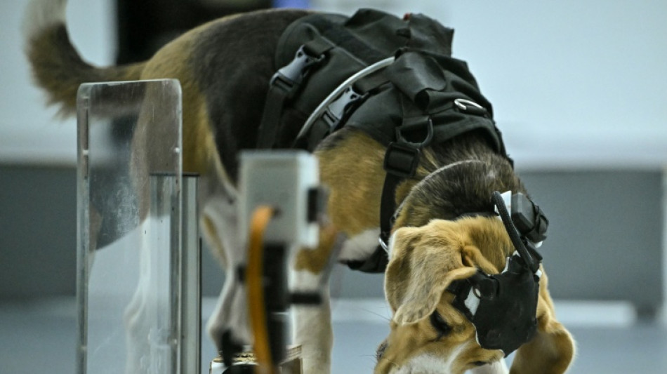  Una empresa de IA utiliza perros para detectar el c&aacute;ncer 