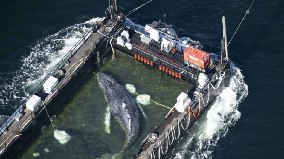  Whale that was rescued after stranded in Germany found dead in Denmark 