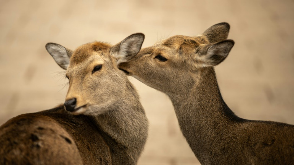 Au Japon, une association veut sauver les cerfs des d&eacute;chets plastiques