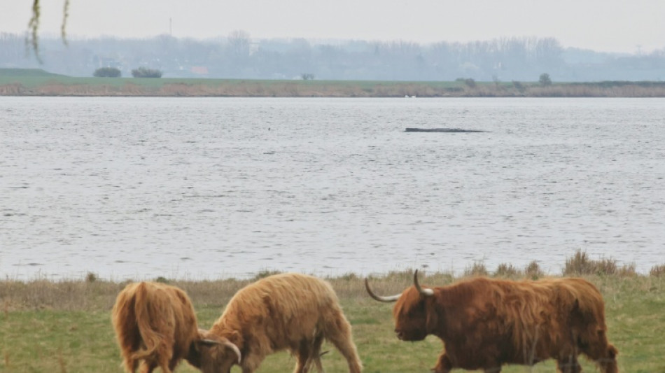  Gestrandeter Buckelwal vor Ostseeinsel Poel: Lage zun&auml;chst unver&auml;ndert 