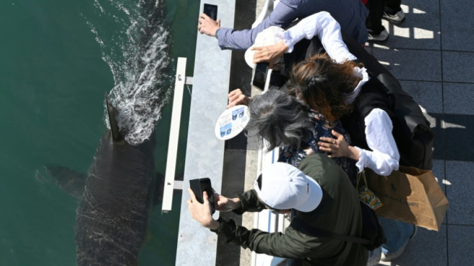  Cor&eacute;e du Sud : troisi&egrave;me essai pour reconduire un requin &eacute;gar&eacute; vers la mer 