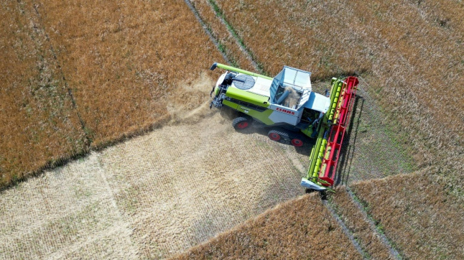  La s&eacute;cheresse et les guerres font bondir les prix alimentaires en ao&ucirc;t, selon la FAO 