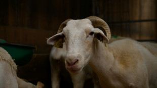 Explosion de la "maladie de la langue bleue" dans les troupeaux en Europe