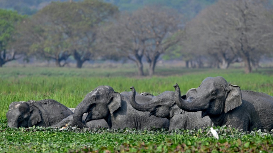  Top India court orders new steps to protect threatened elephants 