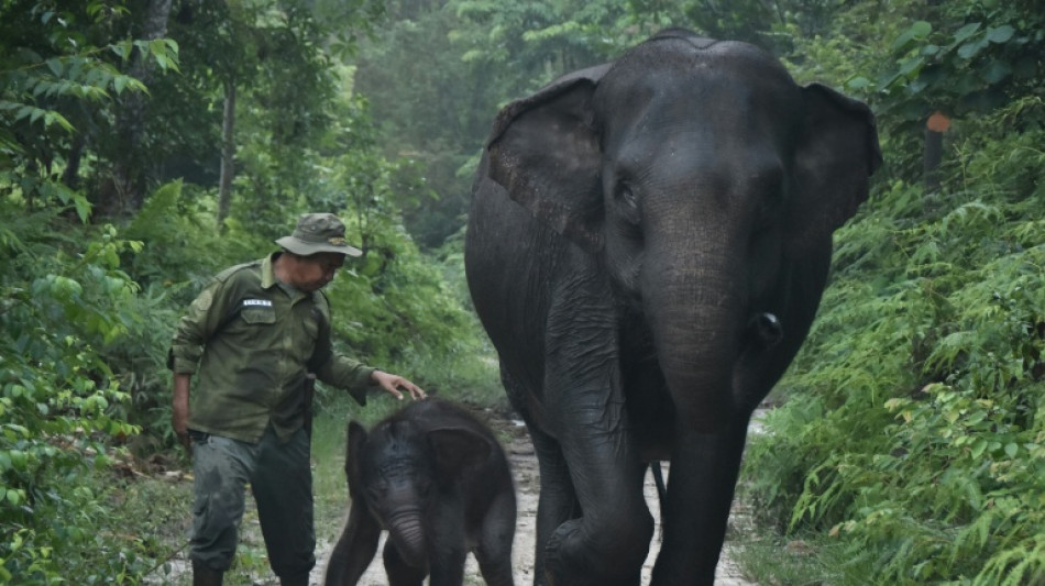  Wildfires push endangered Sumatran elephants to brink: Indonesian NGO 