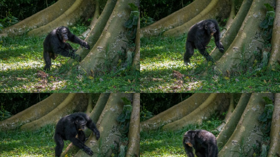 Les chimpanzés ont un sens du rythme bien à eux