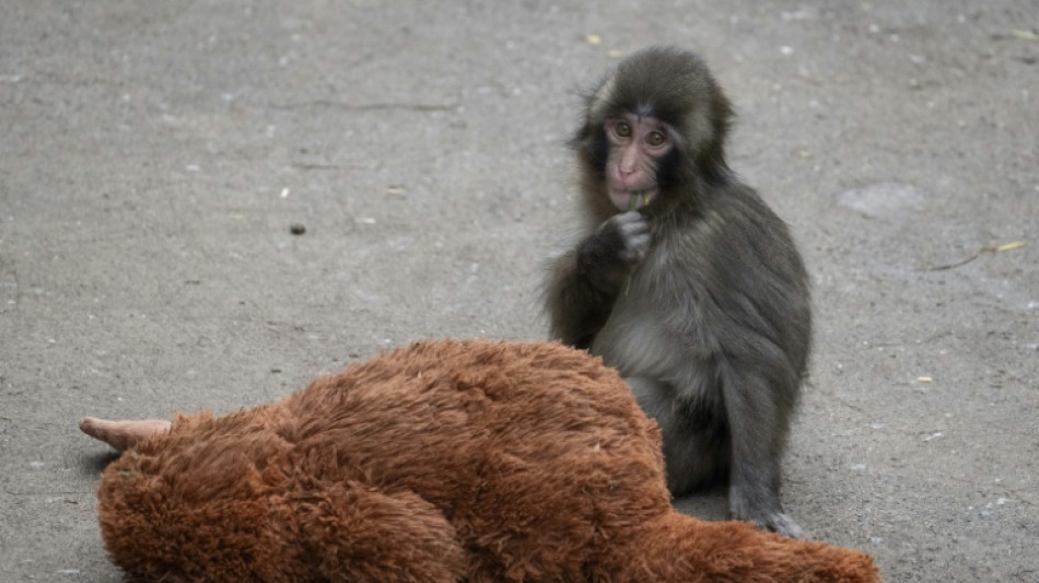  Sensa&ccedil;&atilde;o na internet, macaco Punch comemora seu primeiro anivers&aacute;rio 