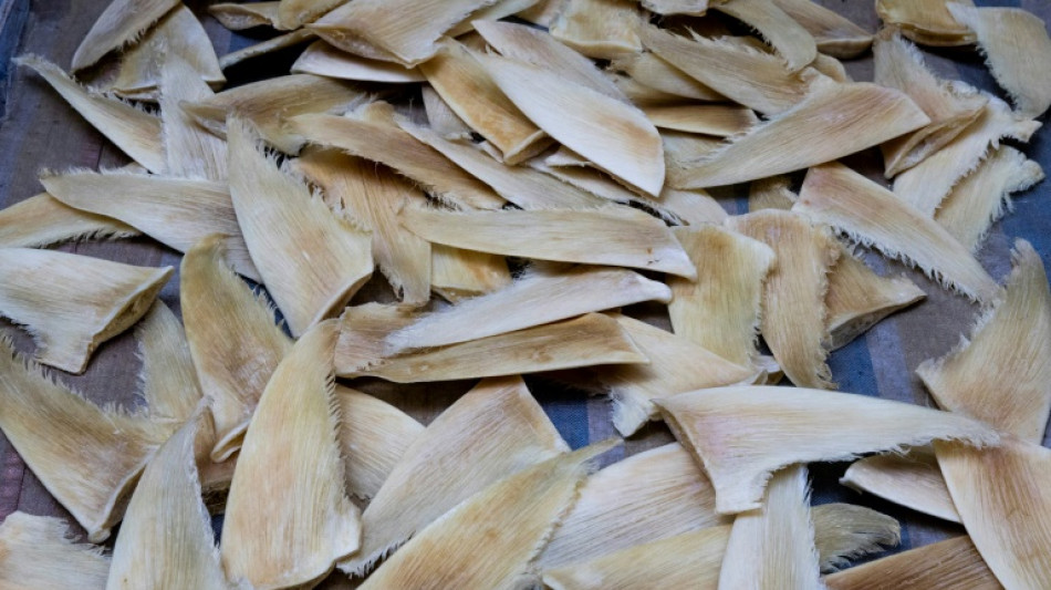 Br&eacute;sil: saisie record de plus de 28 tonnes d'ailerons de requins