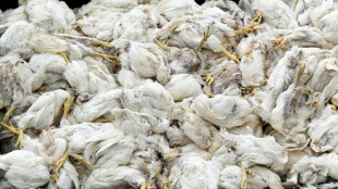 Virologe: Vogelgrippe hat Potenzial für neue Pandemie