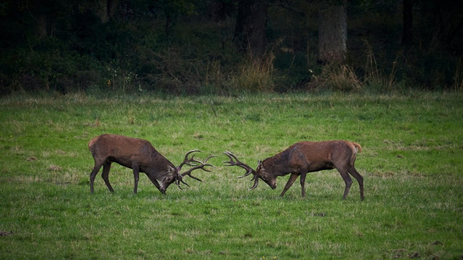 Deux chasseurs condamn&eacute;s apr&egrave;s avoir tu&eacute; un cerf sur la propri&eacute;t&eacute; de Luc Besson