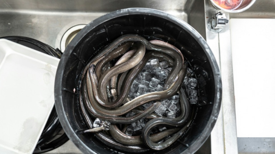  Japan to sell eels bred in captivity in 'world first' 