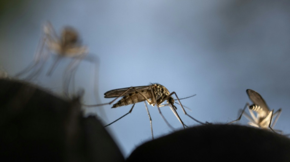  Mosquitoes can learn to love common repellent, scientists find 