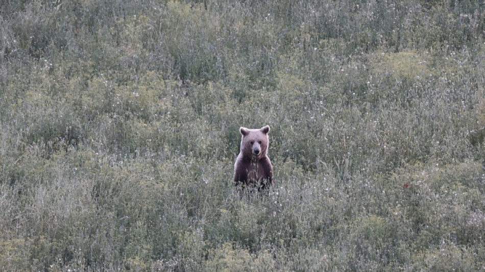  Teeth bared in Greece's bear-human showdown 
