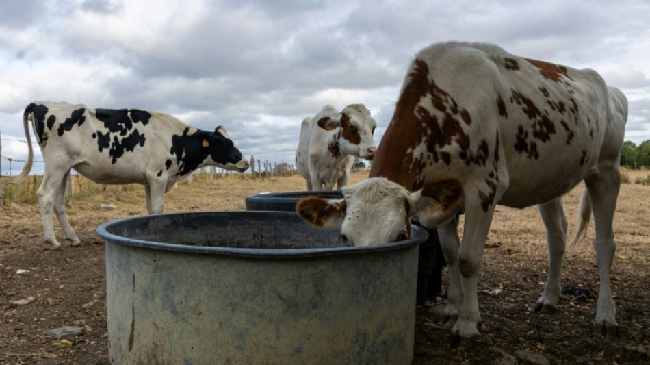  Au del&agrave; de l'irrigation des cultures, l'eau essentielle &agrave; l'&eacute;levage 