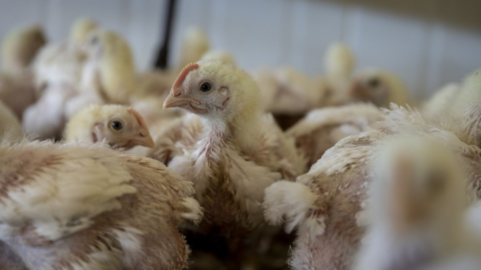  D&auml;nischer Tierschutzminister will sich f&uuml;r Verbot von "Turbo-H&auml;hnchen" einsetzen 