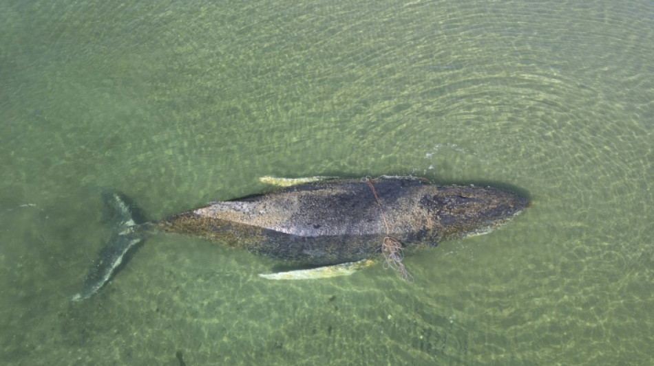  Abgetaucht: In Ostsee gestrandeter Buckelwal &uuml;ber Nacht verschwunden 