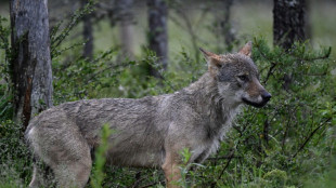 L'Etat annonce un nombre de loups relativement stable, colère des éleveurs