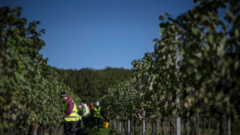 Le vin britannique se bonifie avec le r&eacute;chauffement