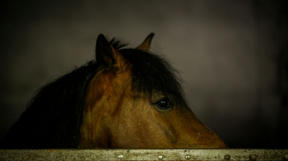  Los caballos sienten el olor del miedo en los seres humanos 