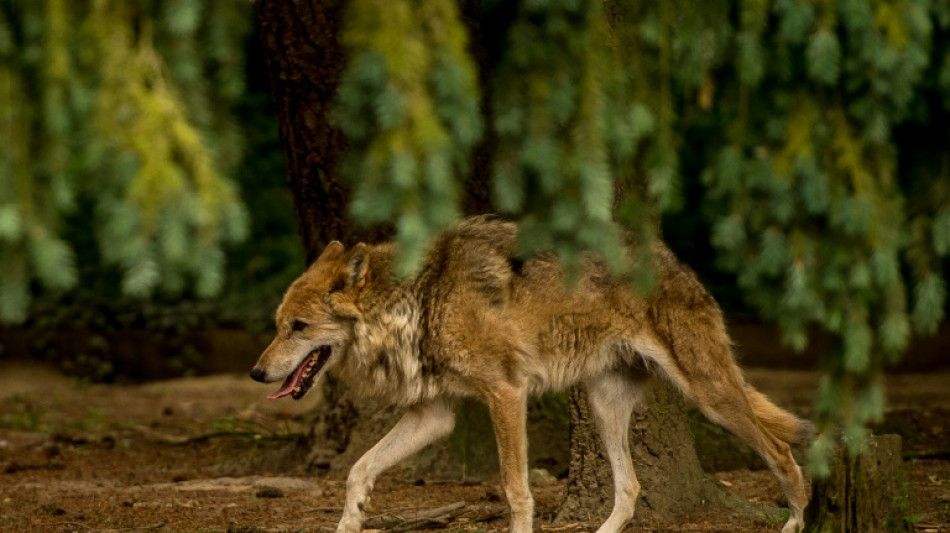  Hautes-Alpes: trois personnes seront jug&eacute;es pour avoir abattu des loups ill&eacute;galement 