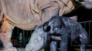 Indon&eacute;sie: naissance d'un rhinoc&eacute;ros de Sumatra, esp&egrave;ce menac&eacute;e d'extinction