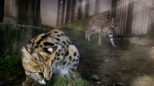 Un refuge pour servals abandonnés, victimes d'une mode sur les réseaux