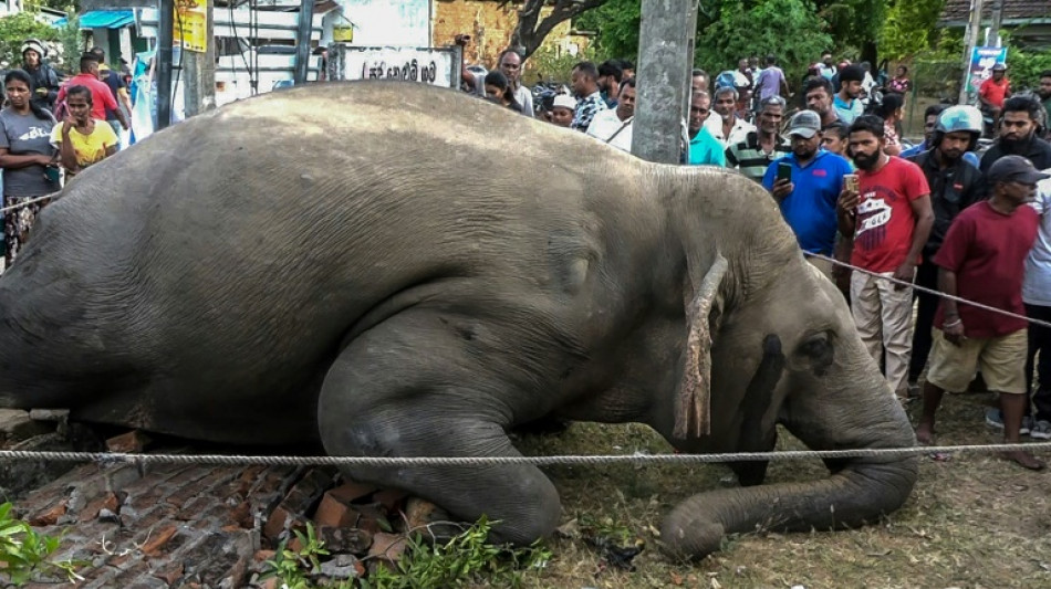  Sri Lanka: trois éléphants tués au lendemain de la remise dans la nature de six autres 