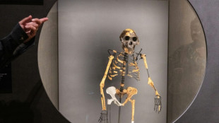 Mystery foot belongs to ancient human relative: scientists