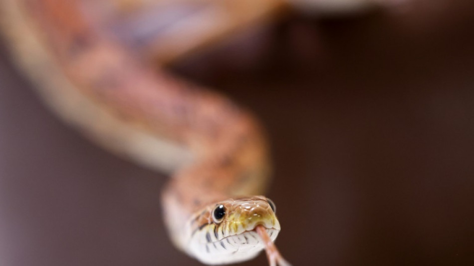 Unbekannte setzen in Th&uuml;ringen f&uuml;nf Kornnattern aus