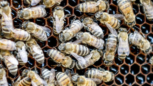 Le succ&egrave;s croissant des miels de Jordanie, riches et divers 