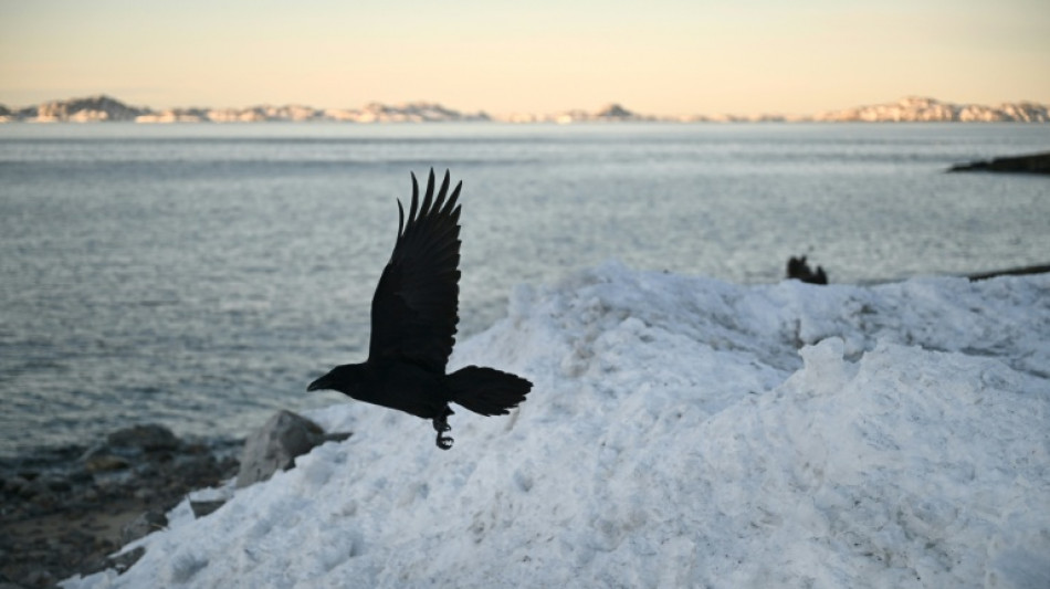 Patrulha de tren&oacute;s Sirius: a elite que vigia os confins in&oacute;spitos do &Aacute;rtico na Groenl&acirc;ndia