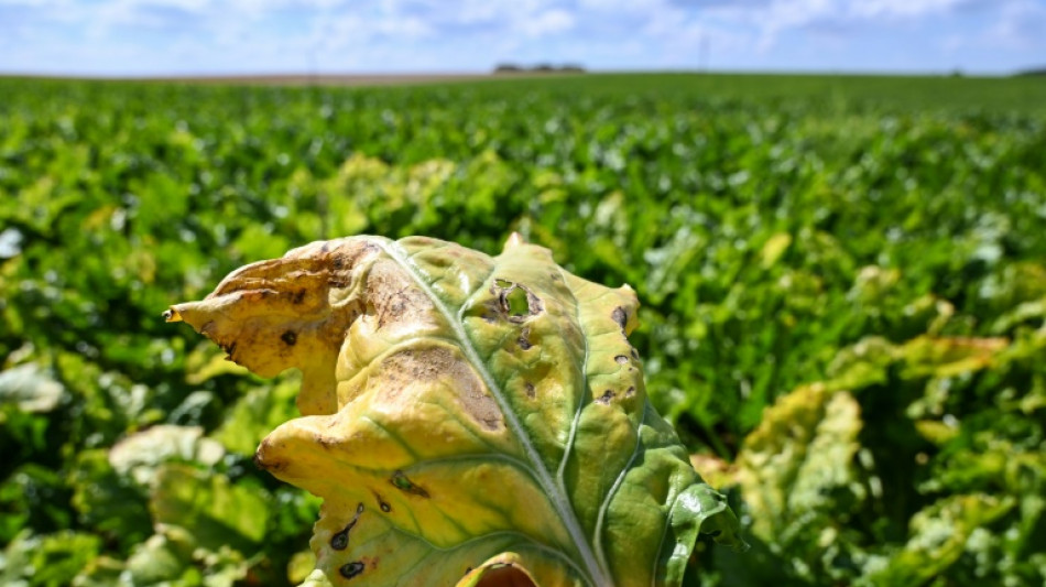 D&eacute;flagration chez les betteraviers: la justice de l'UE bannit les d&eacute;rogations sur les n&eacute;onicotino&iuml;des