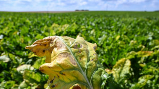 D&eacute;flagration chez les betteraviers: la justice de l'UE bannit les d&eacute;rogations sur les n&eacute;onicotino&iuml;des