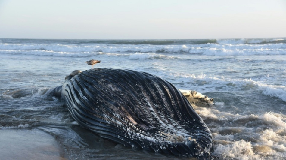  Ballenas y aves en peligro por una ola de calor marina en EEUU 