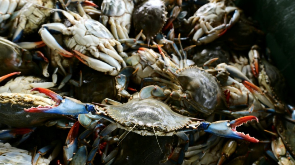  Italian scientists bet on octopus to fight crab invasion 