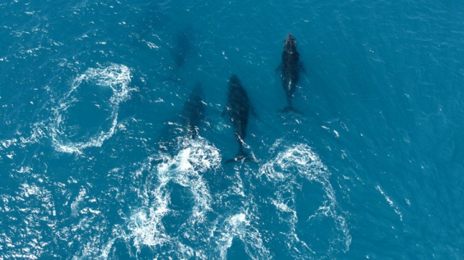  Once a legend, humpback whales make comeback in Brazil 