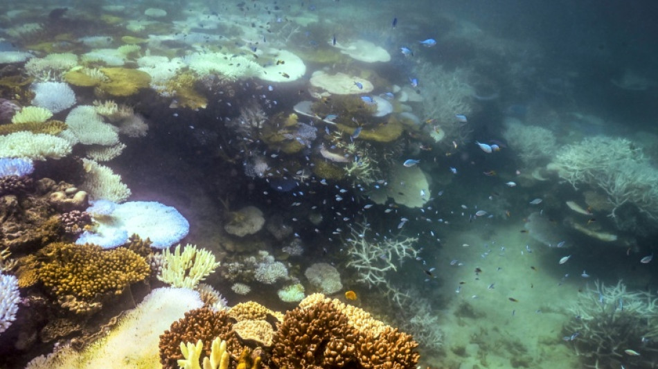  Changement climatique : 96 % des r&eacute;cifs coralliens menac&eacute;s d'extinction d'ici 50 ans, selon l'UICN 