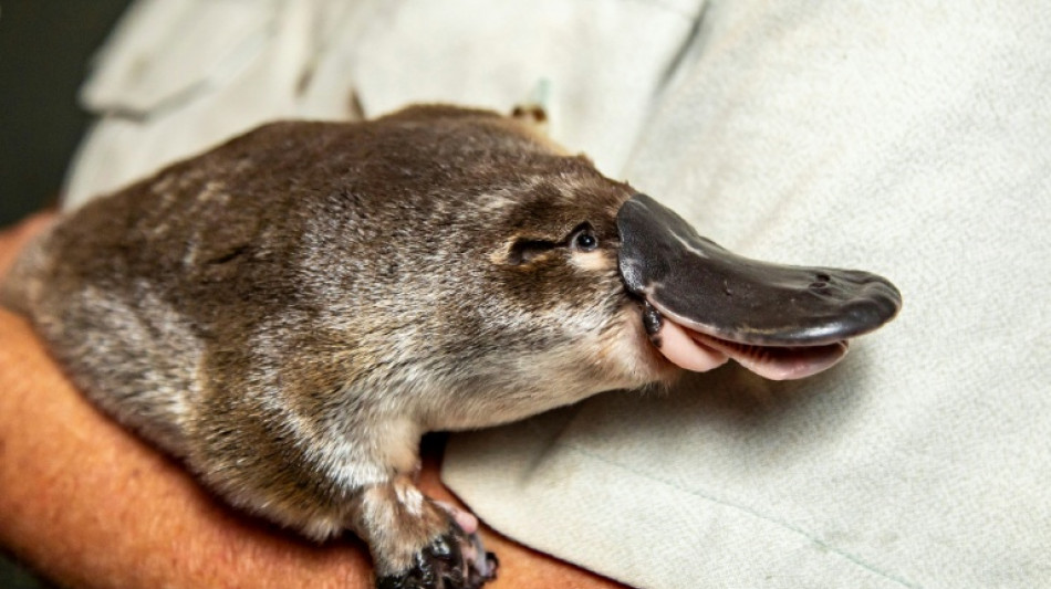  The platypus is even weirder than thought, scientists discover 