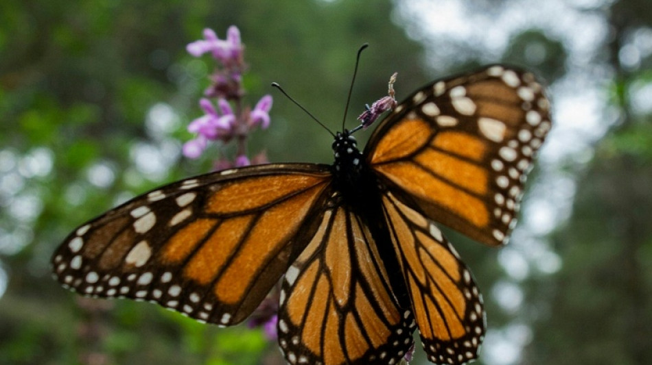  WWF-Z&auml;hlung: Gef&auml;hrdete Monarchfalter erholen sich trotz andauernder Bedrohung 