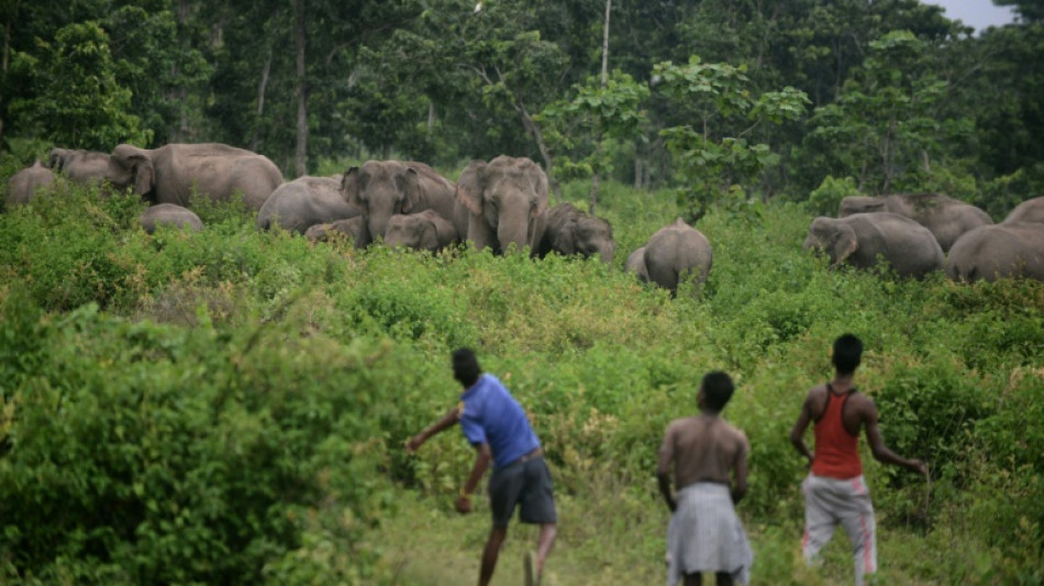  Elephant in the room: Nepal's first Cannes film takes on taboos 