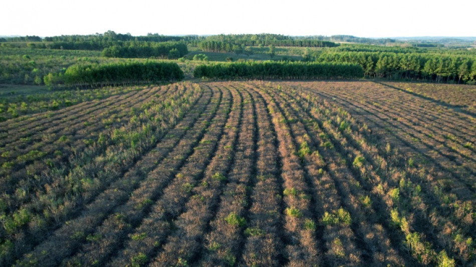 Argentine: pour l'herbe &agrave; mat&eacute;, produit culte, le meilleur et le pire des temps