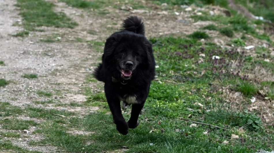  Mountain-made: Balkan sheepdog eyes future beyond the hills 