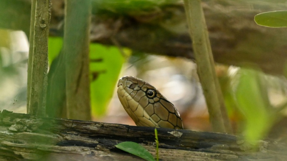  Einsatzkr&auml;fte beschlagnahmen in Stuttgart giftige Kobra und Waran aus Wohnung 