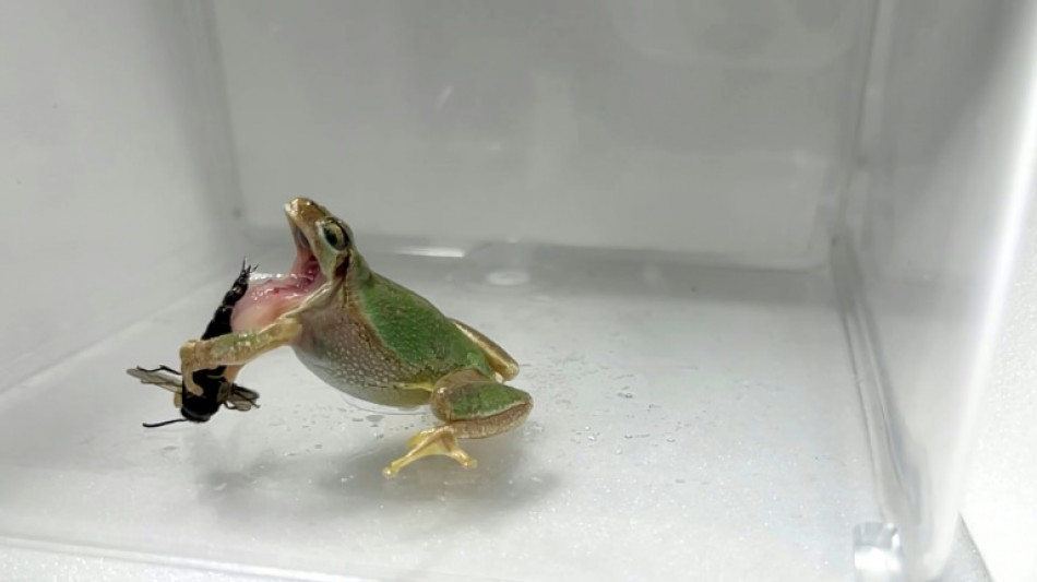 Las avispas macho emplean su pene como aguij&oacute;n