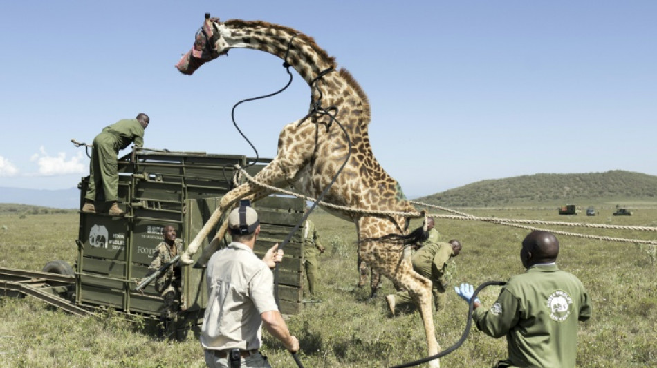 'Stranded, stressed' giraffes in Kenya relocated as habitats encroached