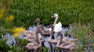 Schwanenfamilie sorgt in Sachsen wiederholt f&uuml;r Polizeieins&auml;tze