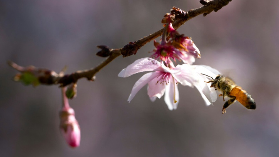 Zulassung von Unkrautvernichtern darf nicht automatisch befristet verlängert werden