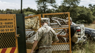 Abaten a una tigresa fugitiva en Sud&aacute;frica despu&eacute;s de varios ataques