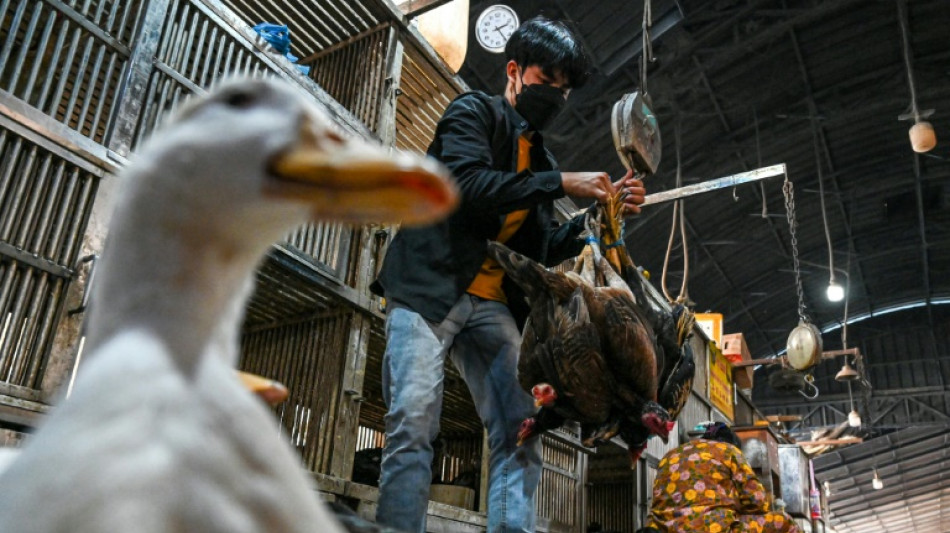 Grippe aviaire au Cambodge: pas de transmission entre &ecirc;tres humains 