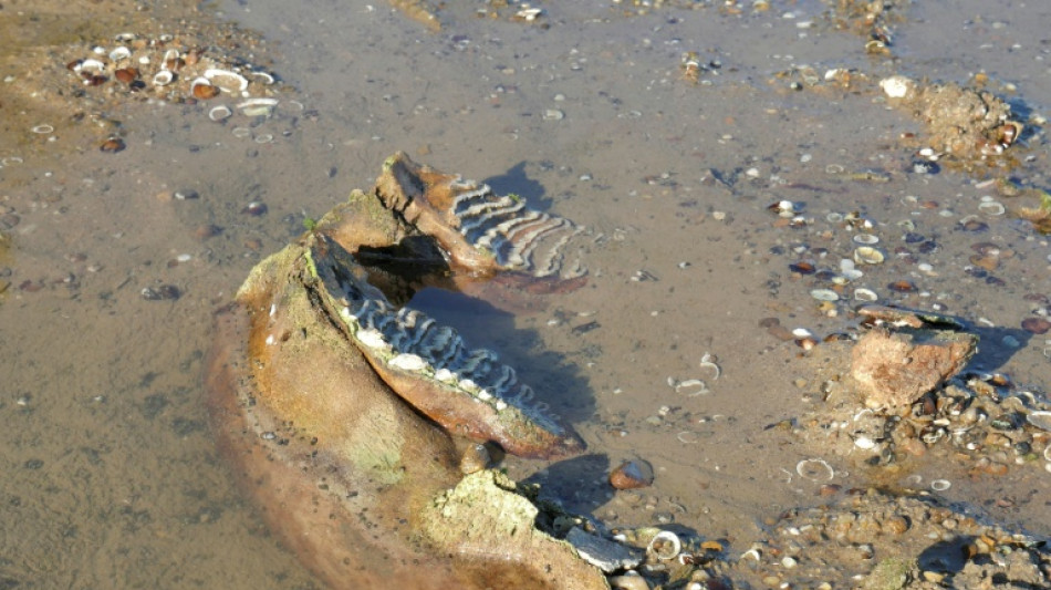 Le faible niveau du Danube r&eacute;v&egrave;le des ossements de mammouth en Bulgarie 